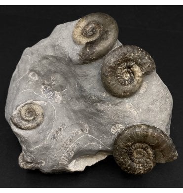 British Lower Jurassic, Lower Lias, Ammonite from Redcar , Whitby, North Yorkshire (SKU A3122):- Psiloceras planorbis
