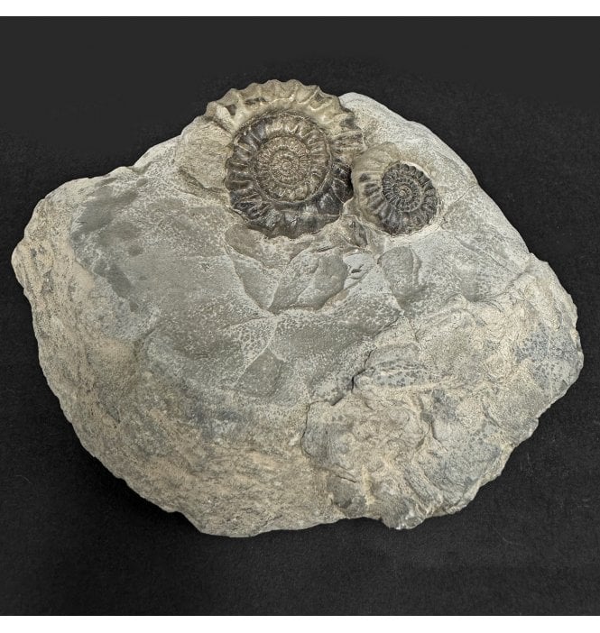 British Lower Jurassic, Lower Lias Ammonite from Robin Hoods’s Bay, Nr. Whitby, North Yorkshire, England (SKU A4913):- Gagaticeras finiatum