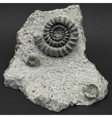 British Lower Jurassic, Lower Lias Ammonite from Robin Hoods’s Bay, Nr. Whitby, North Yorkshire, England (SKU A5006):- Gagaticeras finiatum