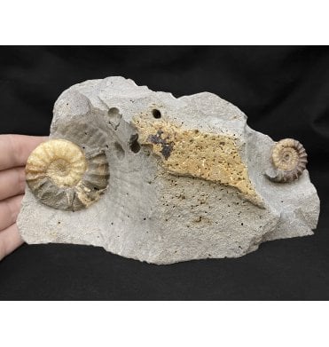 British Lower Jurassic, Lower Lias Calcite Ammonite Cluster from Charmouth, Dorset, England (SKU A2029):- Asteroceras obtusum and Promicroceras planicosta