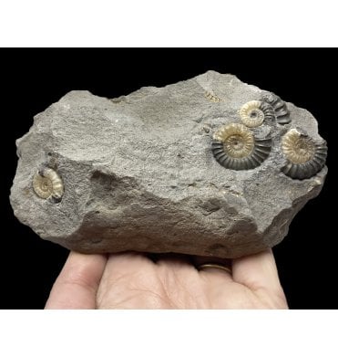 British Lower Jurassic, Lower Lias Calcite Ammonite Cluster from Charmouth, Lyme Regis, Dorset, England (SKU A2254):- Promicroceras planicosta