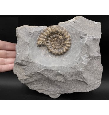 British Lower Jurassic, Lower Lias Calcite Ammonite from Charmouth, Dorset, England (SKU A2871):- Xipheroceras drudrieseri