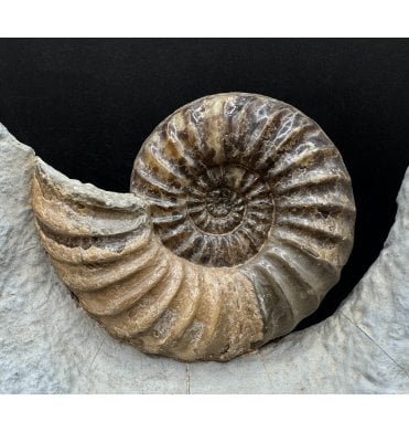 British Lower Jurassic, Lower Lias Calcite Ammonite from Charmouth, Dorset, England (SKU A3321):- Asteroceras obtusum