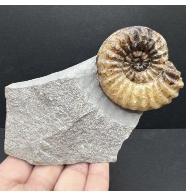 British Lower Jurassic, Lower Lias Calcite Ammonite from Charmouth, Dorset, England (SKU A3953):- Asteroceras obtusum