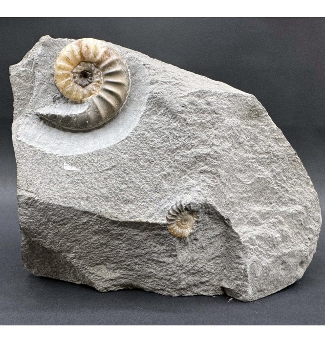 British Lower Jurassic, Lower Lias Calcite Ammonite from Charmouth, Dorset, England (SKU A4249):- Asteroceras obtusum