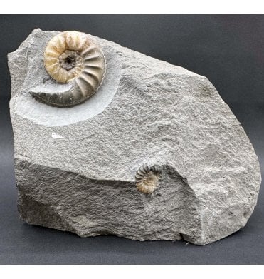 British Lower Jurassic, Lower Lias Calcite Ammonite from Charmouth, Dorset, England (SKU A4249):- Asteroceras obtusum
