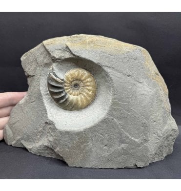 British Lower Jurassic, Lower Lias Calcite Ammonite from Charmouth, Dorset, England (SKU A4431):- Asteroceras confusum