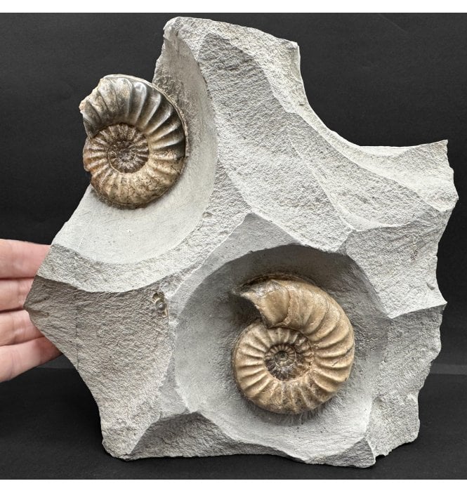 British Lower Jurassic, Lower Lias Calcite Ammonite from Charmouth, Dorset, England (SKU A4432):- Asteroceras confusum