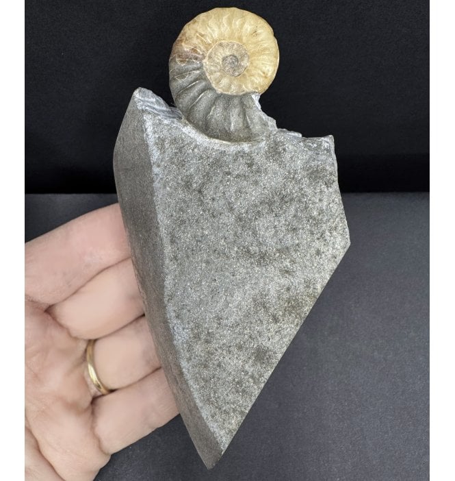 British Lower Jurassic, Lower Lias Calcite Ammonite from Charmouth, Dorset, England (SKU A4591):- Asteroceras confusum