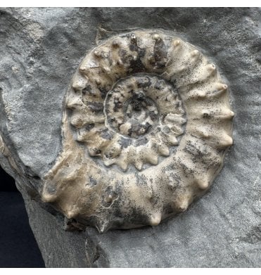 British Lower Jurassic, Lower Lias Calcite Ammonite from Charmouth, Dorset, England (SKU A4626):- Microderoceras birchi