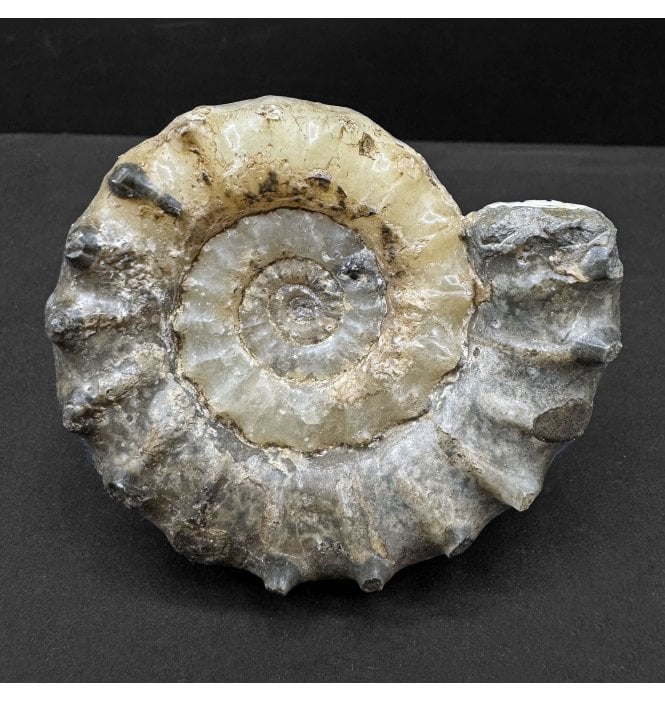 British Lower Jurassic, Lower Lias Calcite Ammonite from Charmouth, Dorset, England (SKU A4680):- Xipheroceras drudrieseri