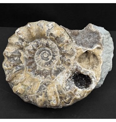 British Lower Jurassic, Lower Lias Calcite Ammonite from Dorset, England (SKU A4835):- Xipheroceras drudrieseri