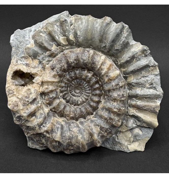 British Lower Jurassic, Lower Lias Calcite Ammonite from Dorset, England (SKU A5004):- Xipheroceras drudrieseri