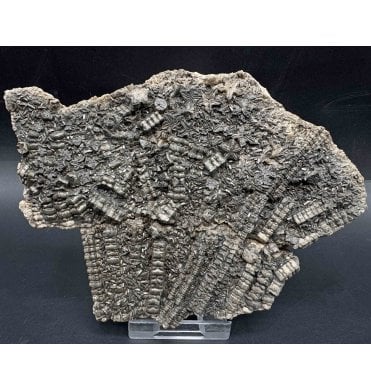 British Lower Jurassic, Lower Lias Crinoid Cluster from Charmouth, Dorset, England (SKU OF3670):- Pentacrinites fossilis