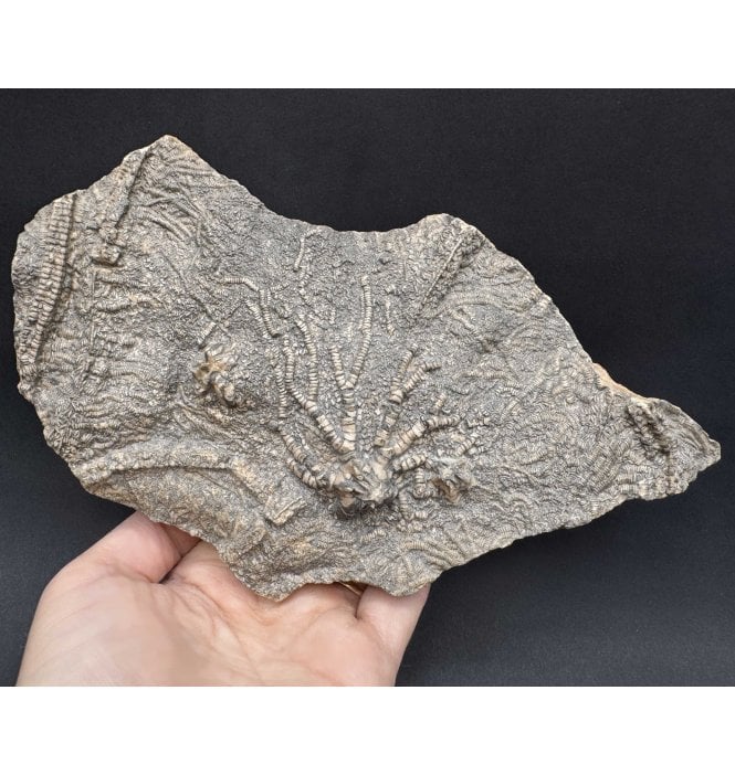 British Lower Jurassic, Lower Lias, Crinoid Cluster from Charmouth, Dorset, England (SKU OF3685):- Pentacrinites fossilis