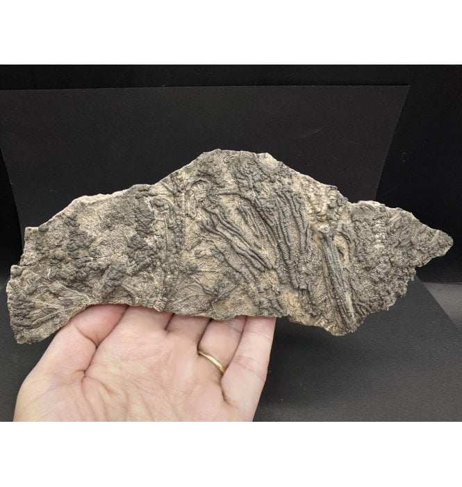 British Lower Jurassic, Lower Lias Crinoid from Charmouth, Dorset, England (SKU OF3625):- Pentacrinites fossilis