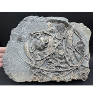 British Lower Jurassic, Lower Lias, Ichthyosaurus Bone Cluster from North Somerset, England (SKU V8460) AW24
