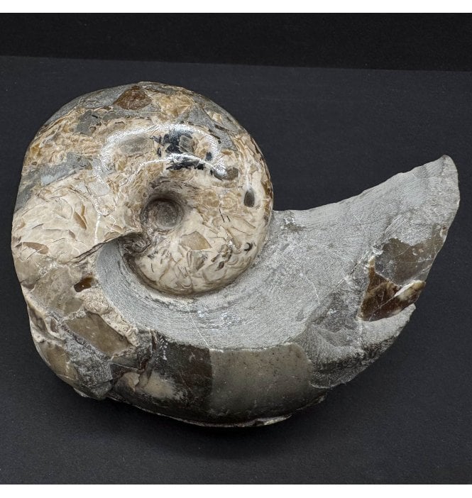 British Lower Jurassic, Lower Lias Nautilus from Mappleton, Holderness Coast, Nr Hull, East Yorkshire, England (SKU OF3331):- Cenoceras cf. astacoides