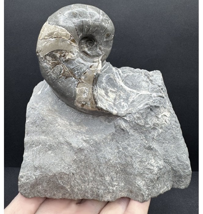British Lower Jurassic, Lower Lias Nautilus from Marske by the Sea, Redcar, North Yorkshire, England (SKU OF4094):- Cenoceras cf. astacoides