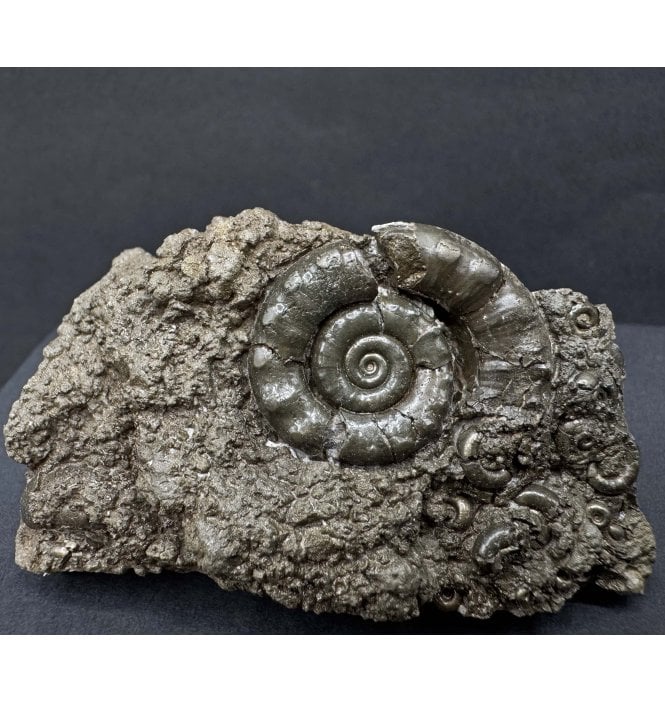 British Lower Jurassic, Lower Lias Pyrite Ammonite from Dorset, England (SKU A4283):- Eteoderoceras (Eoderoceras) obseum