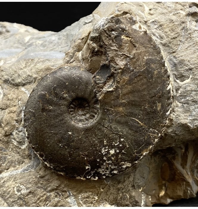 British Lower Jurassic, Middle Lias Ammonite from Skinningrove, Nr. Whitby, North Yorkshire, England (SKU A3080):- Amauroceras lenticulare