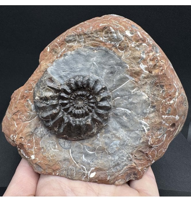 British Lower Jurassic, Middle Lias Ammonite from Staithes, North Yorkshire, England (SKU A4111):- Pleuroceras pausicostatum