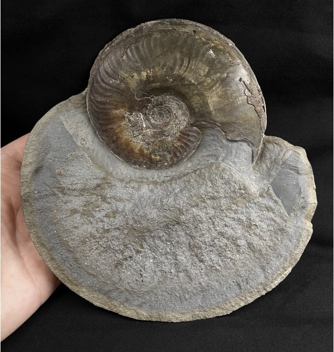 British Lower Jurassic, Upper Lias Ammonite Cluster from Sandsend, Whitby, North Yorkshire, England (SKU A1959):- Eleganticeras elegantulum