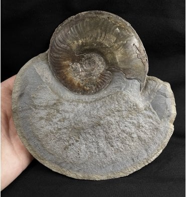 British Lower Jurassic, Upper Lias Ammonite Cluster from Sandsend, Whitby, North Yorkshire, England (SKU A1959):- Eleganticeras elegantulum