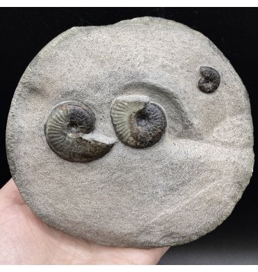 British Lower Jurassic, Upper Lias Ammonite Cluster from Sandsend, Whitby, North Yorkshire, England (SKU A2851):- Eleganticeras elegantulum