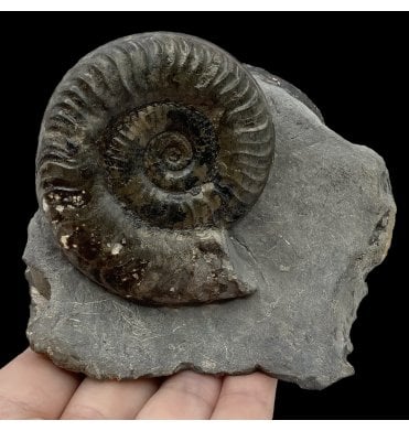 British Lower Jurassic, Upper Lias Ammonite Cluster from Whitby, North Yorkshire, England (SKU A2636):- Grammoceras thouarense