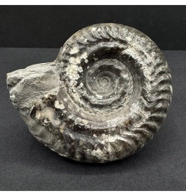 British Lower Jurassic, Upper Lias Ammonite from Whitby, North Yorkshire, England (SKU A4659):- Hildoceras bifrons