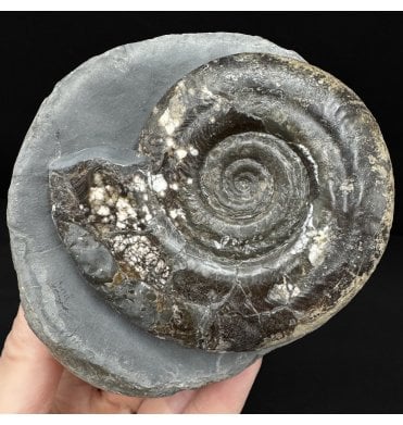 British Lower Jurassic, Upper Lias Ammonite from Whitby, North Yorkshire, England (SKU A4846):- Hildoceras bifrons