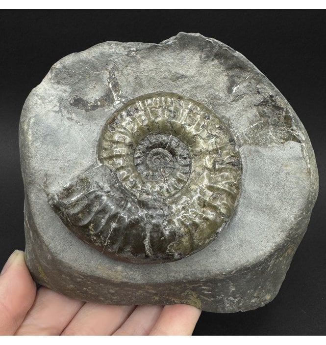 British Lower Jurassic, Upper Lias Ammonite from Whitby, North Yorkshire, England (SKU A5005):- Grammoceras thouarense