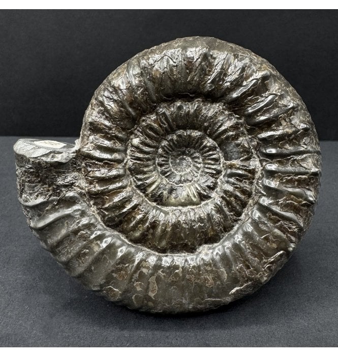 British Lower Jurassic, Upper Lias Ammonite from Whitby, North Yorkshire (SKU A4697):- Peronoceras subarmatum