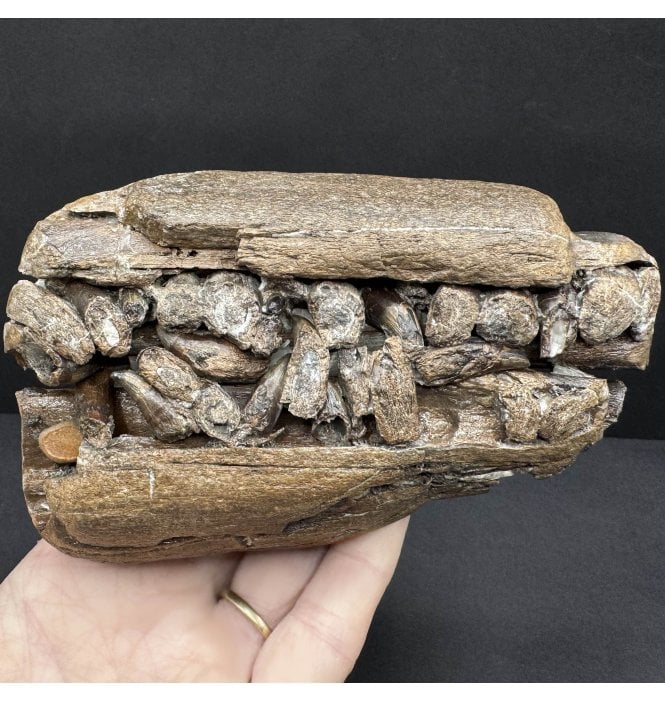 British Lower Jurassic, Upper Lias, Ichthyosaur Jaw with Teeth from Whitby, North Yorkshire, England (SKU V8422) AW60
