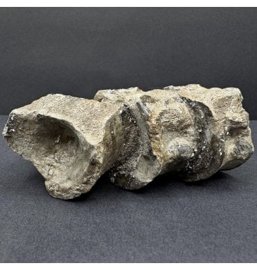 British Lower Jurassic, Upper Lias, Ichthyosaur Vertebrae from Whitby, North Yorkshire, England (SKU V8419) AW72