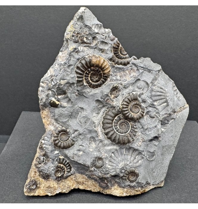 British Lower Lias, Lower Jurassic Ammonite Cluster “Marston Marble" from Marston Magna, Somerset, England (SKU A4190):- Promicroceras marstonese
