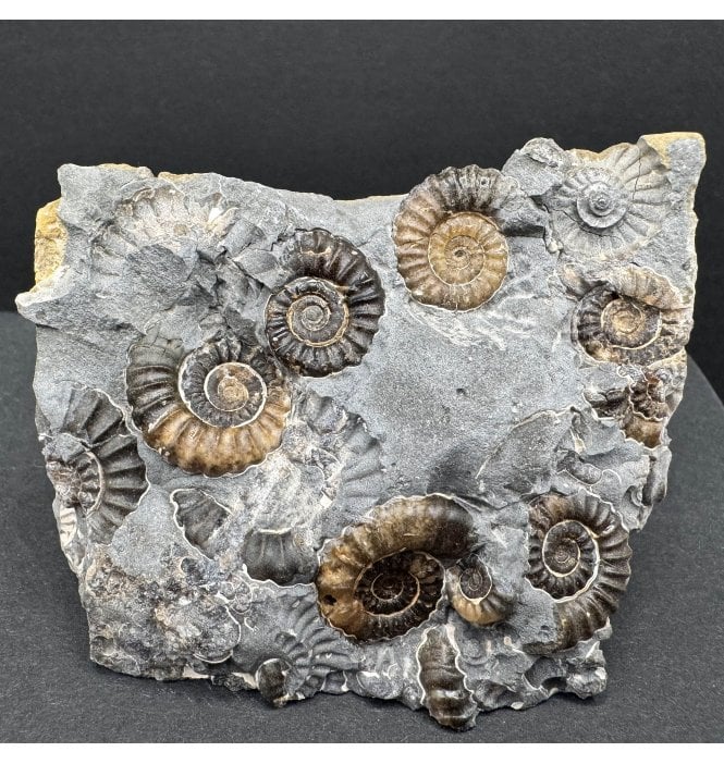 British Lower Lias, Lower Jurassic Ammonite Cluster “Marston Marble" from Marston Magna, Somerset, England (SKU A4192):- Promicroceras marstonese