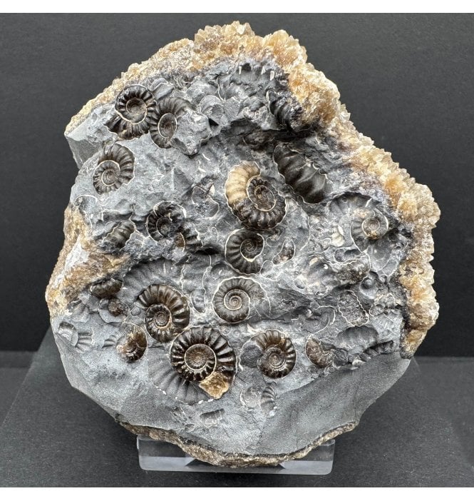 British Lower Lias, Lower Jurassic Ammonite Cluster “Marston Marble" from Marston Magna, Somerset, England (SKU A4193):- Promicroceras marstonese