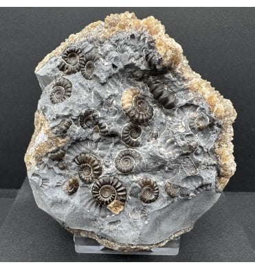 British Lower Lias, Lower Jurassic Ammonite Cluster “Marston Marble" from Marston Magna, Somerset, England (SKU A4193):- Promicroceras marstonese