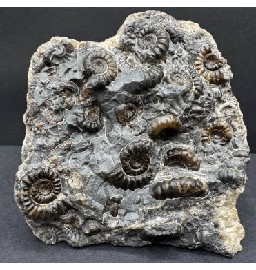 British Lower Lias, Lower Jurassic Ammonite Cluster “Marston Marble" from Marston Magna, Somerset, England (SKU A4485):- Promicroceras marstonese