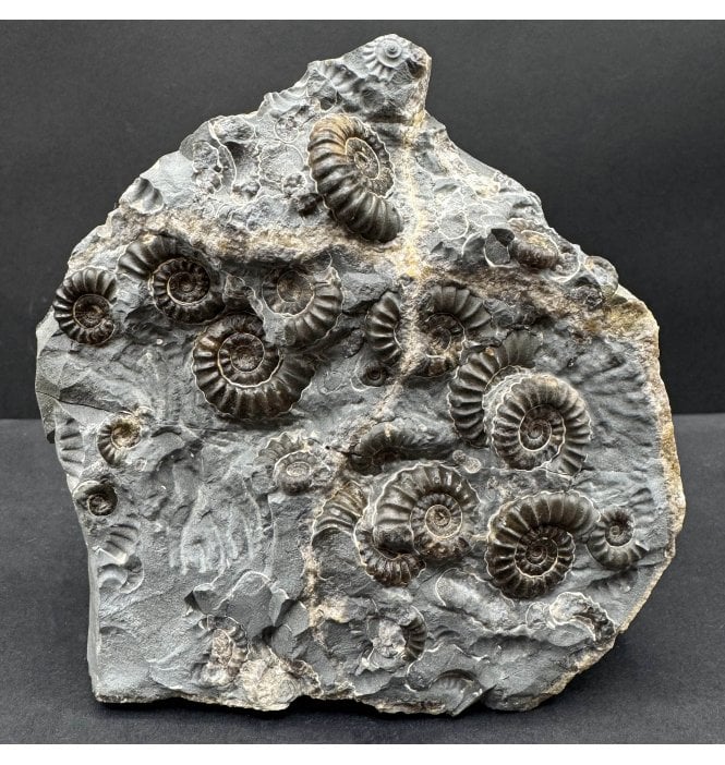 British Lower Lias, Lower Jurassic Ammonite Cluster “Marston Marble" from Marston Magna, Somerset, England (SKU A4684):- Promicroceras marstonese