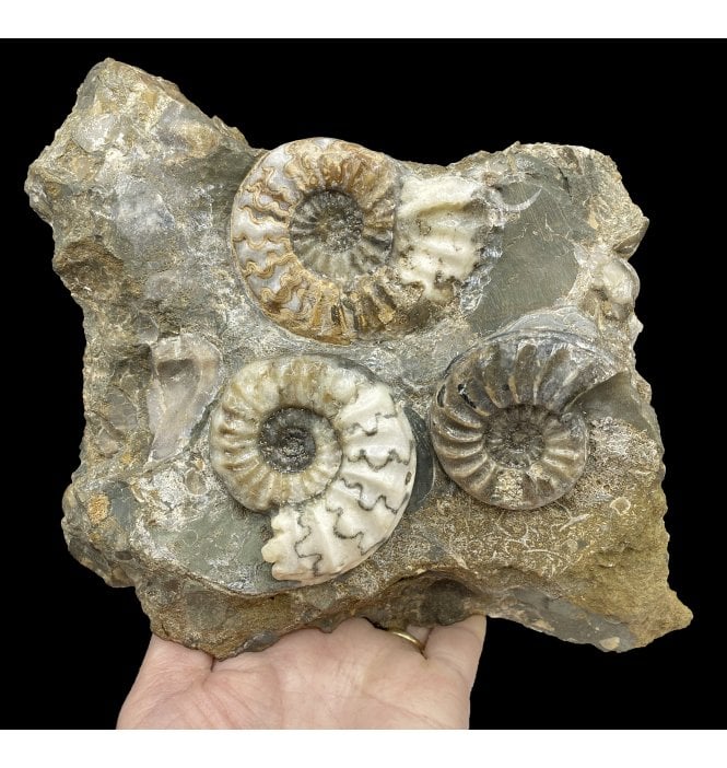 British Lower Lias, Lower Jurassic Ammonite from Scunthorpe, England (SKU A2926):- Aegasteroceras saggitarium