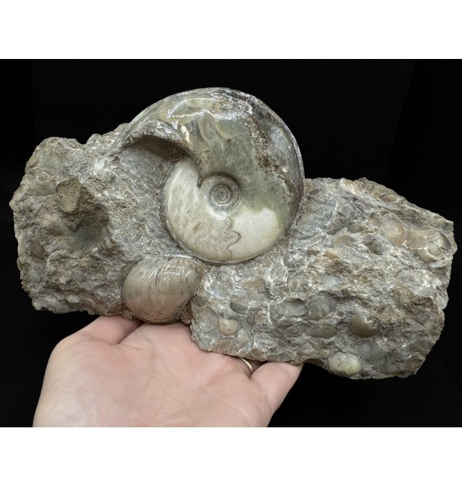 British Lower Lias, Lower Jurassic Ammonite from Scunthorpe, England (SKU A3245):- Eparietites cf. impendens
