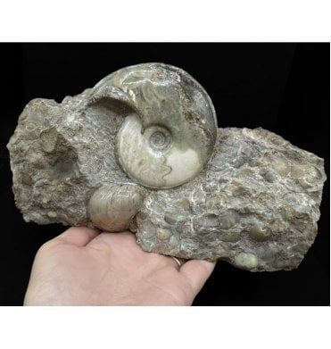 British Lower Lias, Lower Jurassic Ammonite from Scunthorpe, England (SKU A3245):- Eparietites cf. impendens