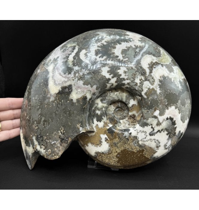 British Lower Lias, Lower Jurassic Ammonite from Scunthorpe, England (SKU A3322):- Eparietites cf. impendens