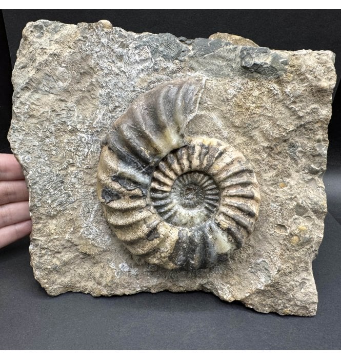 British Lower Lias, Lower Jurassic Ammonite from Scunthorpe, England (SKU A3815):- Aegasteroceras saggitarium