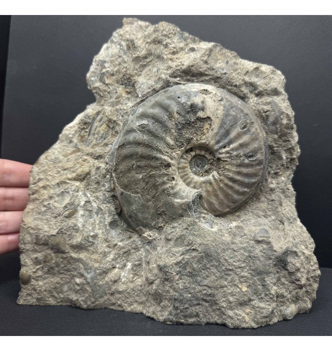 British Lower Lias, Lower Jurassic Ammonite from Scunthorpe, England (SKU A4187):- Eparietites cf. impendens