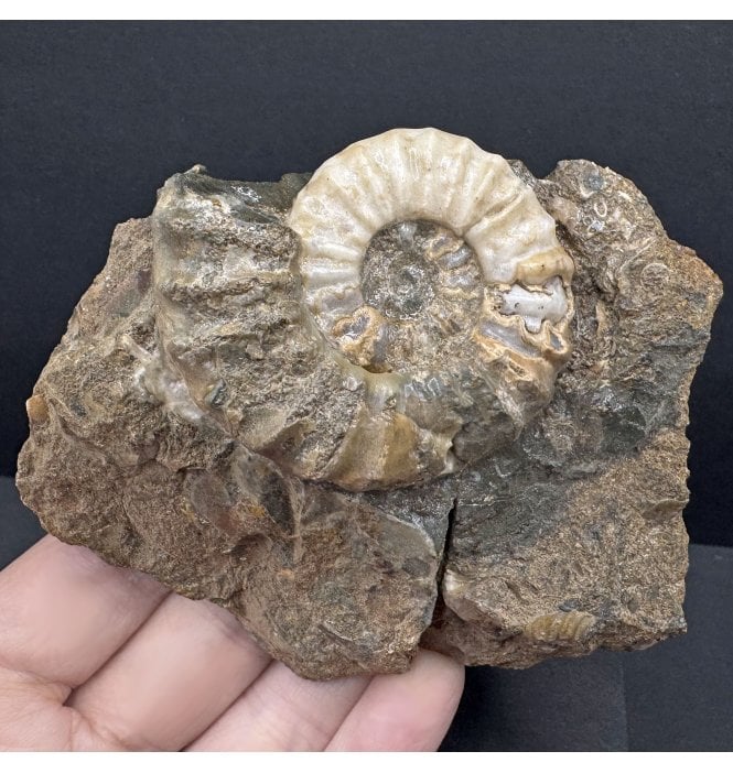 British Lower Lias, Lower Jurassic Ammonite from Scunthorpe, England (SKU A4195):- Aegasteroceras saggitarium