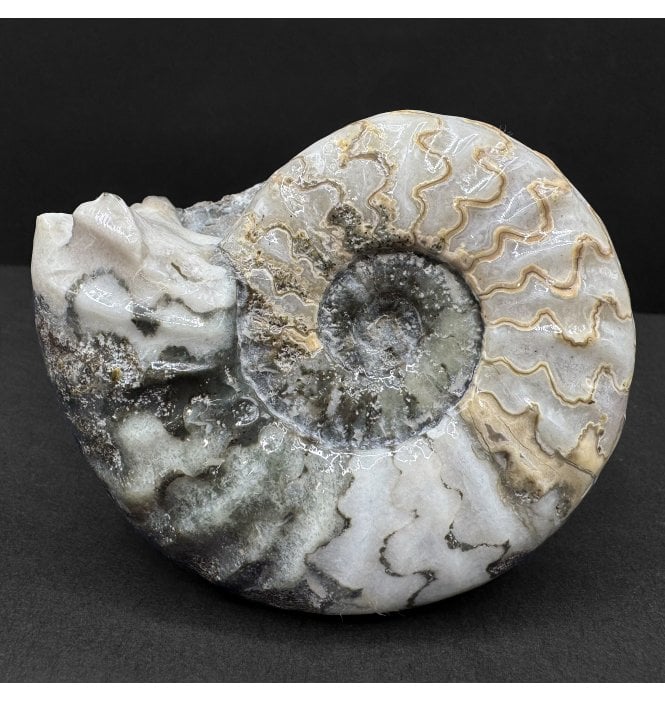 British Lower Lias, Lower Jurassic Ammonite from Scunthorpe, England (SKU A4619):- Aegasteroceras saggitarium